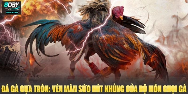 Đá Gà Cựa Tròn: Vén Màn Sức Hút Khủng Của Bộ Môn Chọi Gà