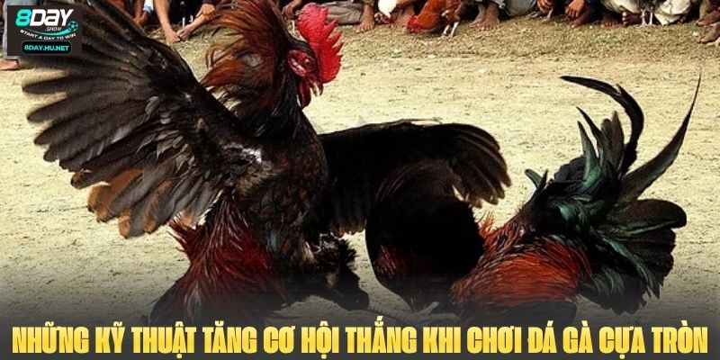 Những kỹ thuật tăng cơ hội thắng khi chơi đá gà cựa tròn
