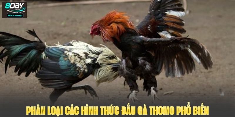 Phân loại các hình thức đấu gà Thomo phổ biến