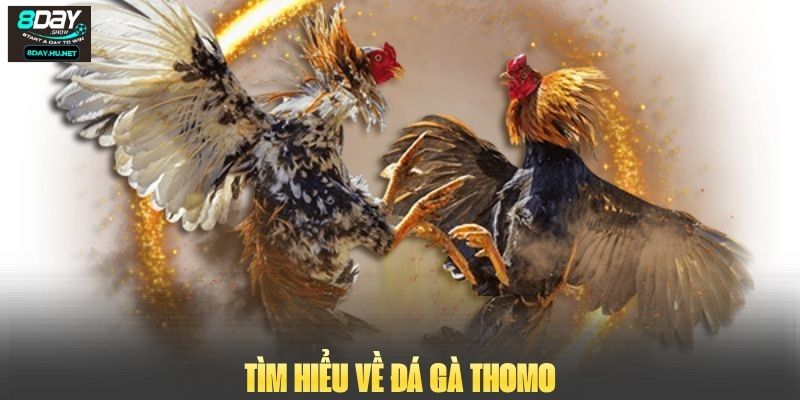 Tìm hiểu về đá gà Thomo