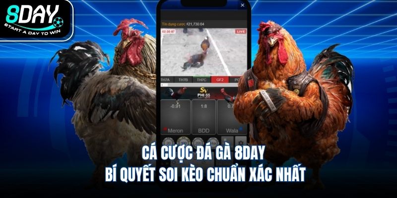 Cá Cược Đá Gà 8DAY Bí Quyết Soi Kèo Chuẩn Xác Nhất