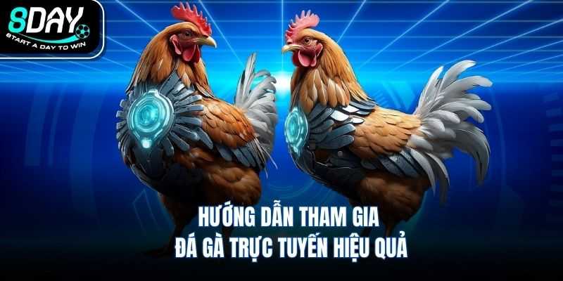 Hướng dẫn tham gia đá gà trực tuyến hiệu quả