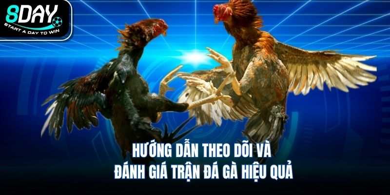 Hướng dẫn theo dõi và đánh giá trận đá gà hiệu quả