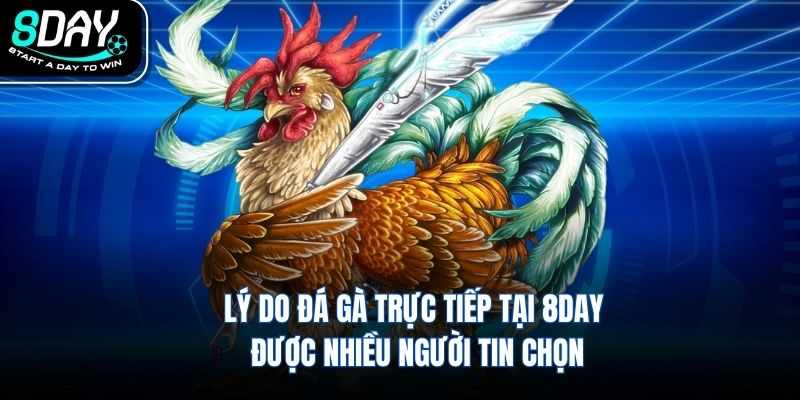 Lý do đá gà trực tiếp tại 8DAY được nhiều người tin chọn