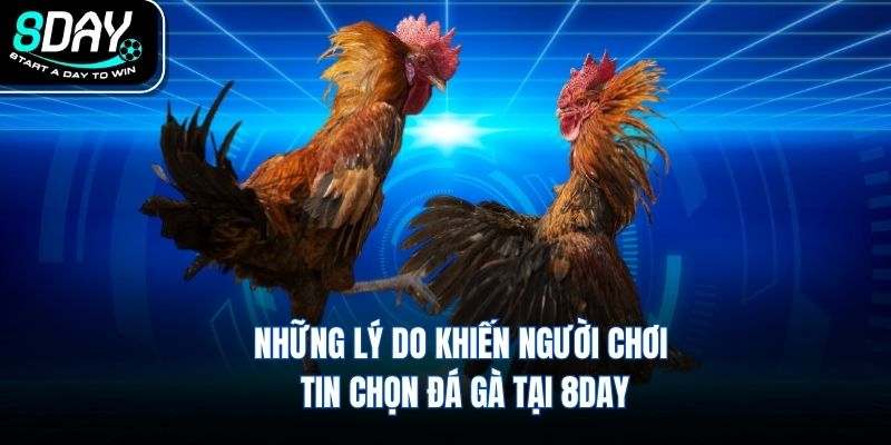 Những lý do khiến người chơi tin chọn đá gà tại 8DAY