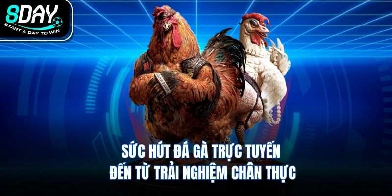 Sức hút đá gà trực tuyến đến từ trải nghiệm chân thực